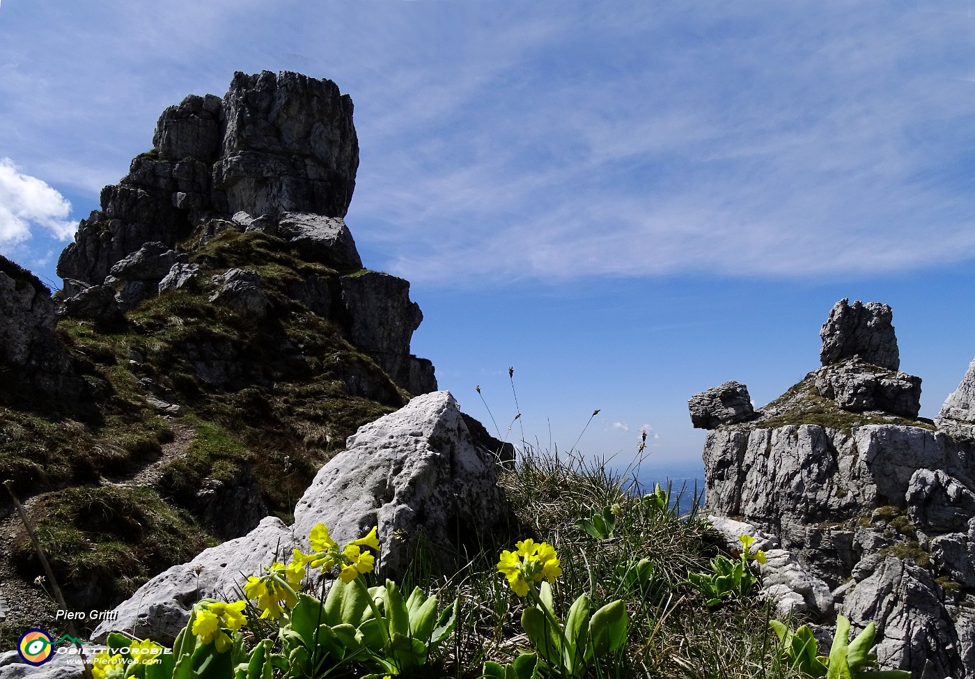 54 Orecchia d'orso su rocce torrioni cresta nord Resegone.JPG -                                